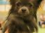 Chihuahua Valentino Del Modisto - Koda - September 2014 - CAC vinder