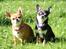 Chihuahua Chihuanas Flush of Hearts - Momo - Mine to elskede piger, 23/9-2014 