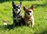 Chihuahua Chihuanas Blueberry Yum Yum - Evee - Mine to elskede piger, 23/9-2014 