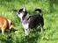Chihuahua Chihuanas Blueberry Yum Yum - Evee - Smukke Eeps, d. 23/9-2014
