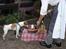 Dansk svensk gaardhund Sørøver Zallie - Hundens Dag i Tivoli 2014. speciel betjening.