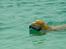 Nova scotia duck tolling retriever Redborn first Contact (Dixie) [Himmelhund] - 2 år + 10 måneder