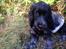 Cocker spaniel Luna <3
