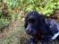 Cocker spaniel Luna <3