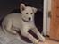 Blanding af racer Cuba, Malamute / hvid schæfer / Samojedhund - 8 uger