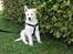 Blanding af racer Cuba, Malamute / hvid schæfer / Samojedhund - 8 uger 1.gang på tur
