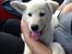 Blanding af racer Cuba, Malamute / hvid schæfer / Samojedhund - 8 uger. på vej til mit nye hjem
