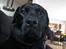 Labrador retriever Elvis