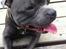 Staffordshire bull terrier Herman