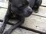 Staffordshire bull terrier Herman