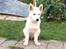 Blanding af racer Cuba, Malamute / hvid schæfer / Samojedhund - 11 uger