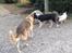 Blanding af racer Cuba, Malamute / hvid schæfer / Samojedhund - min biologiske Far og mor. Og lille mig