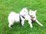 Blanding af racer Cuba, Malamute / hvid schæfer / Samojedhund - 8 uger. 1 møde med Link, han er japansk spids