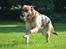 Blanding af racer Bella - Velkommen til Bella's profil. 