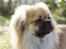 Tibetansk spaniel Sommerlyst´s Popo Jinpa