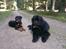 Newfoundlænder Newf-Line's Jackpot Joe - Aslan og lillebror Dexter <3