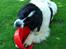 Newfoundlænder Moonshine lover's Zip Code Zhila