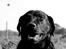 Labrador retriever Zorro