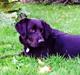 Labrador retriever Otto Albertsen