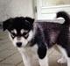 Alaskan malamute Kiara