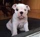 Engelsk bulldog Molosshusets Wonderfull Washington aka.Thor