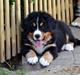 Berner sennenhund Theo