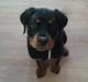 Rottweiler Kakestto´s Lucie