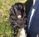 Field Trial Cockerspaniel Meulengrath Bobby Junior [FT COKER SPANIEL]