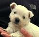 West highland white terrier Sodemarken's Lucky Luke