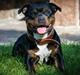 Staffordshire bull terrier Shirley 