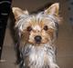 Yorkshire terrier viktor