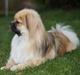 Tibetansk spaniel Sommerlyst´s Popo Jinpa