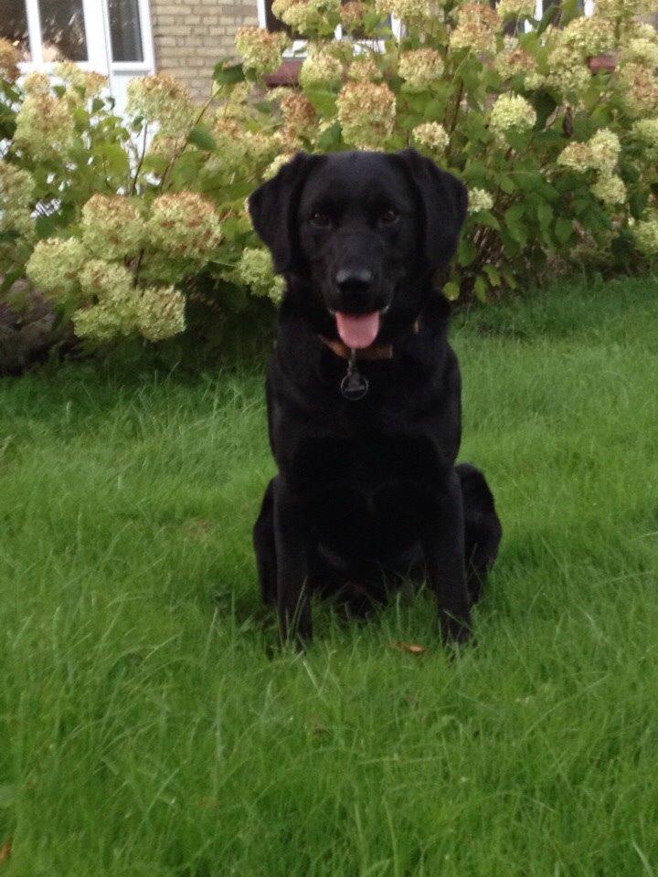 Labrador retriever Otto Albertsen billede 2