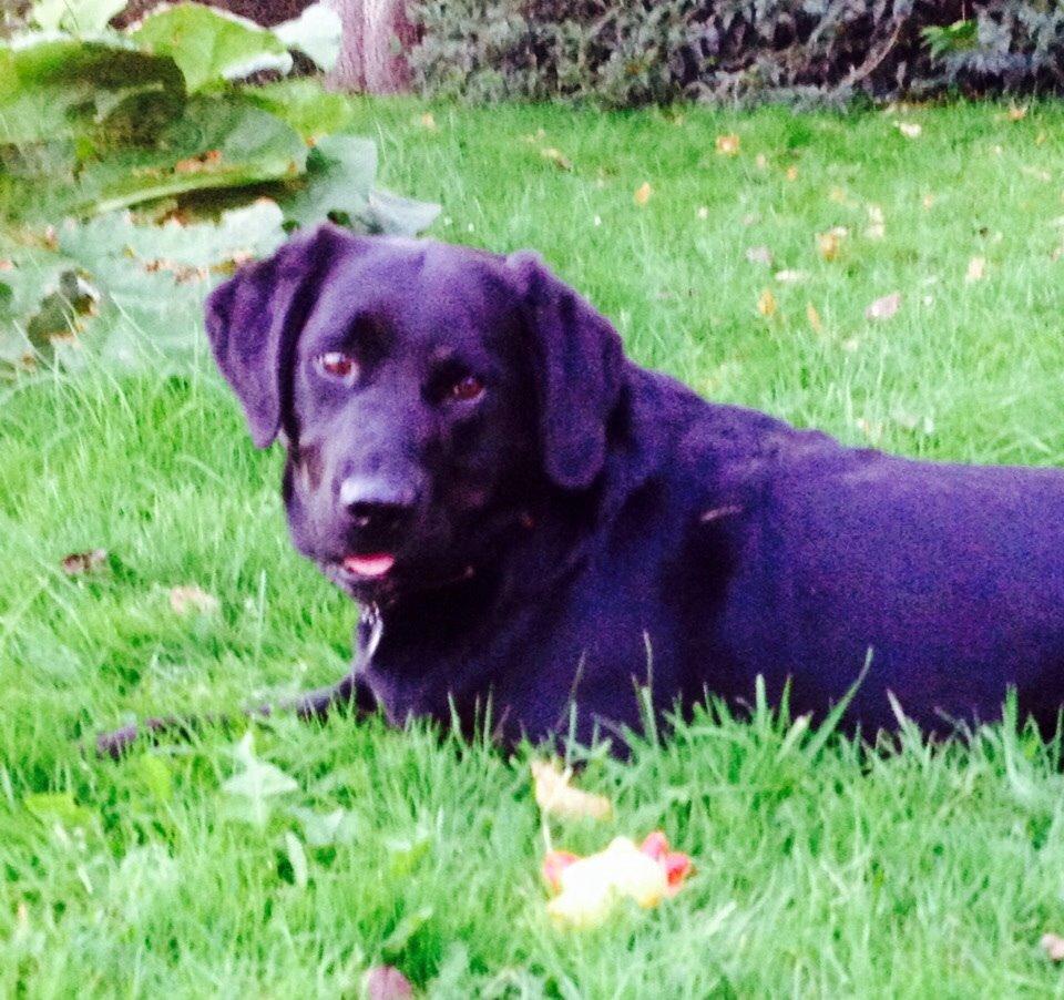 Labrador retriever Otto Albertsen billede 3