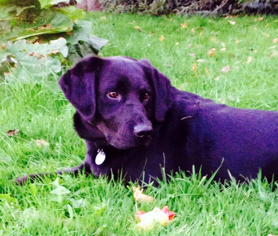Labrador retriever Otto Albertsen billede 1