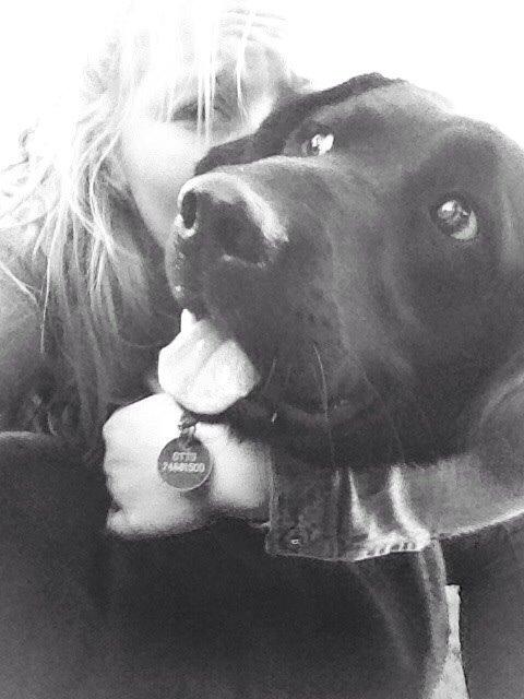 Labrador retriever Otto Albertsen billede 5