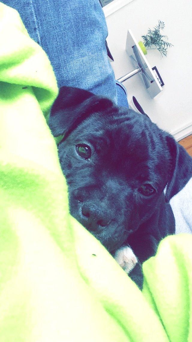 Staffordshire bull terrier Zoey billede 2