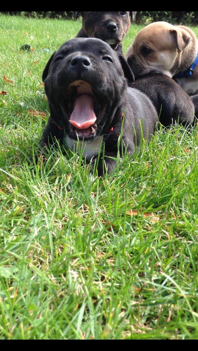 Staffordshire bull terrier Zoey billede 3