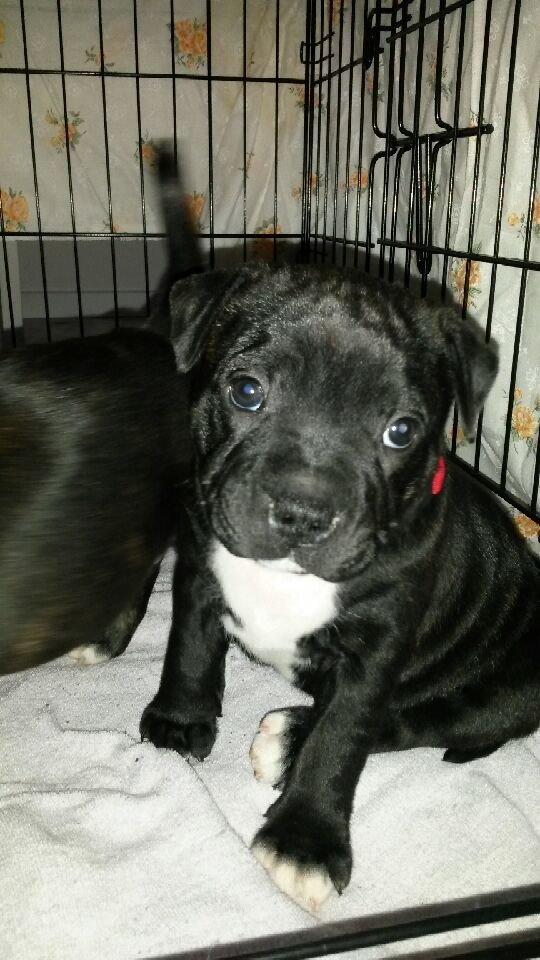 Staffordshire bull terrier Zoey billede 4