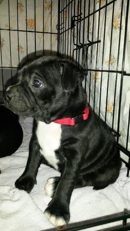 Staffordshire bull terrier Zoey billede 5