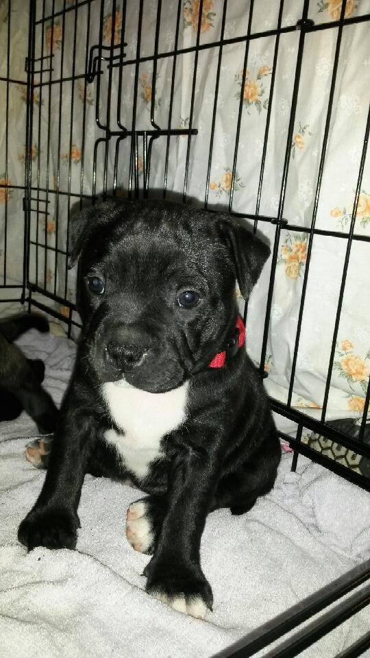 Staffordshire bull terrier Zoey billede 6