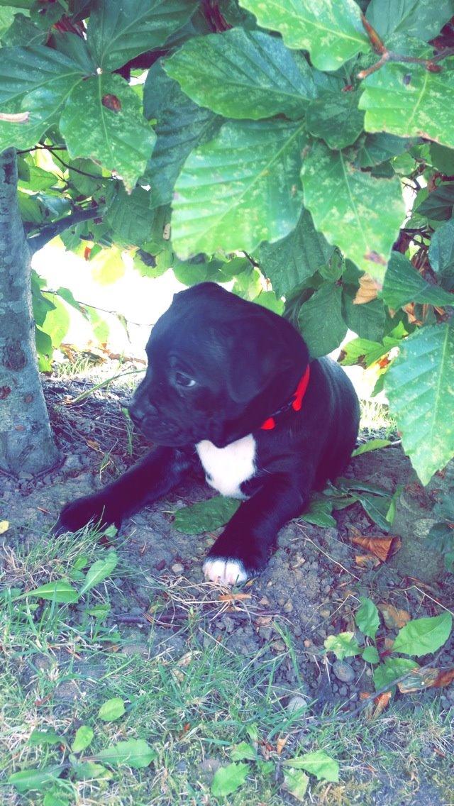 Staffordshire bull terrier Zoey billede 7