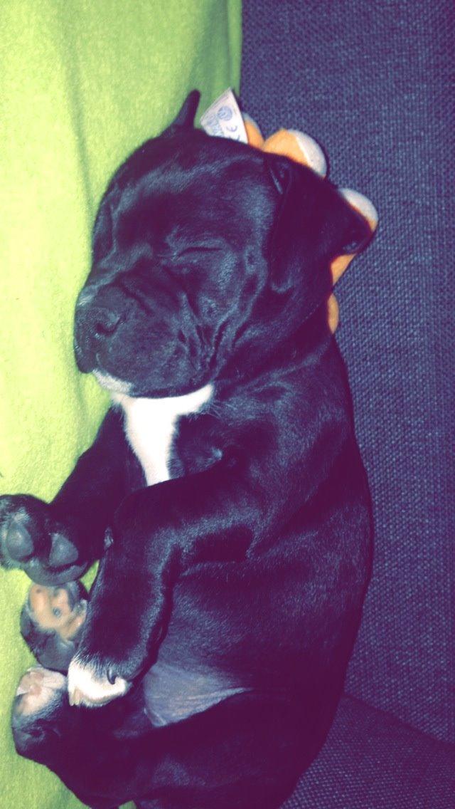 Staffordshire bull terrier Zoey billede 10