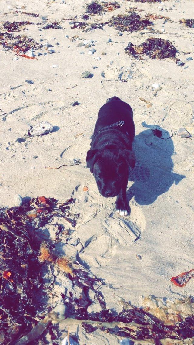 Staffordshire bull terrier Zoey billede 11