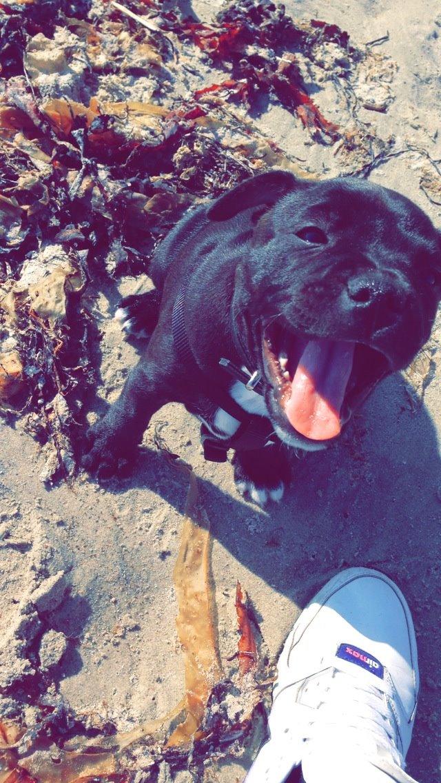 Staffordshire bull terrier Zoey billede 12