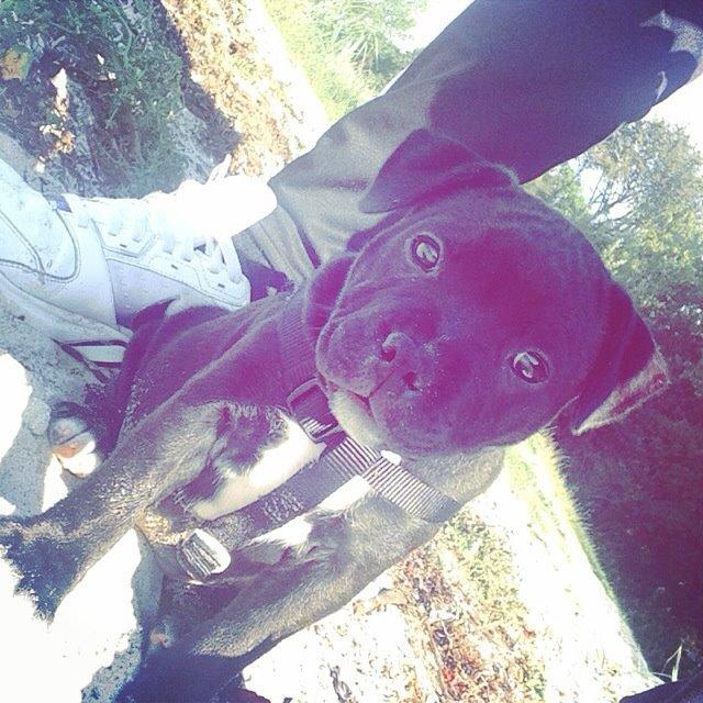 Staffordshire bull terrier Zoey billede 13