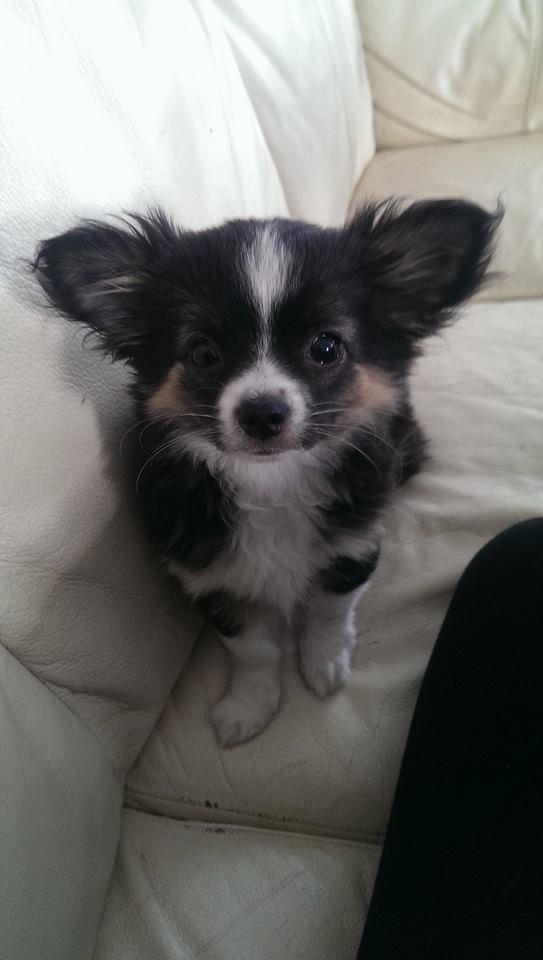 Chihuahua Chanti billede 2