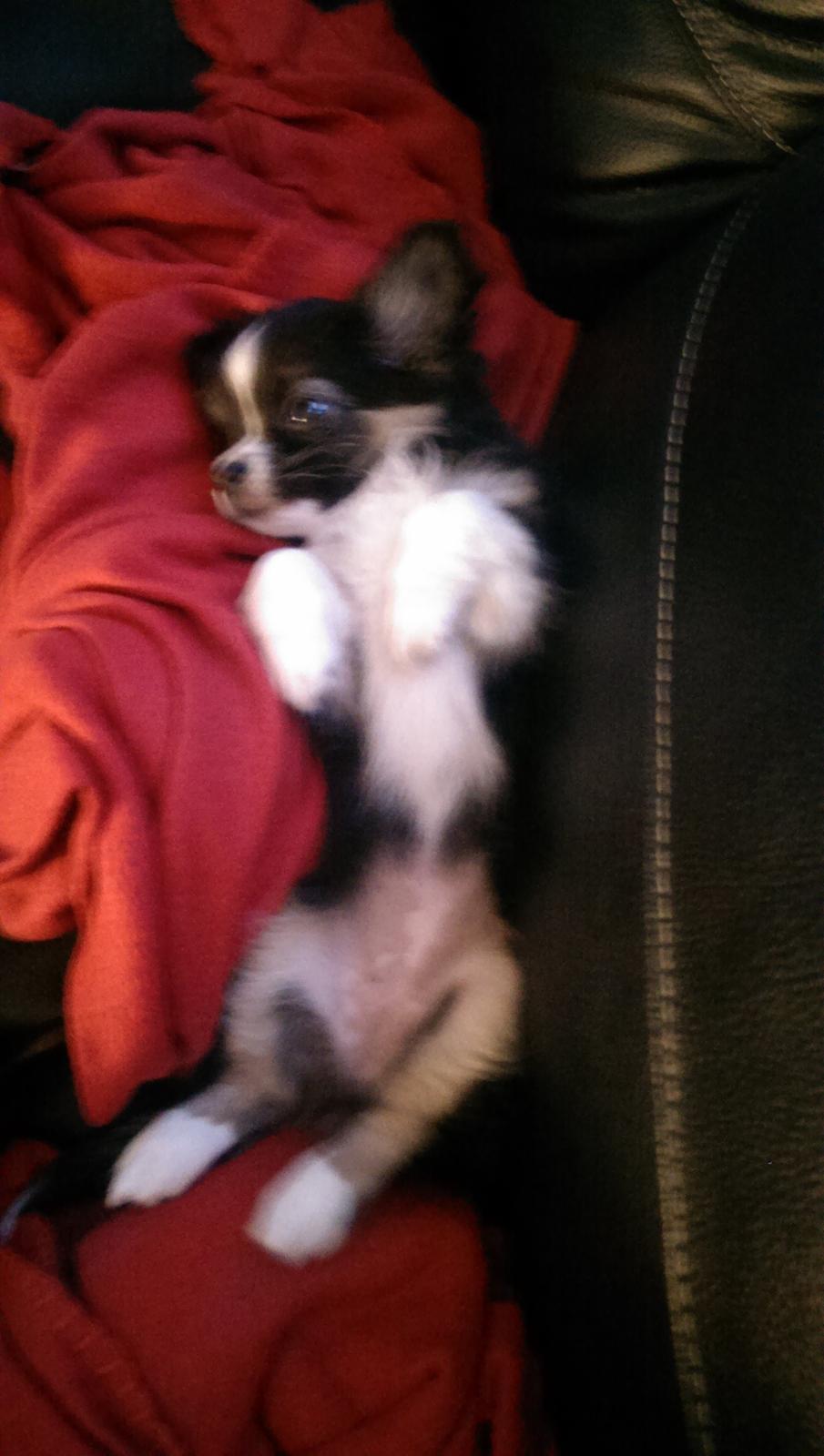 Chihuahua Chanti billede 18