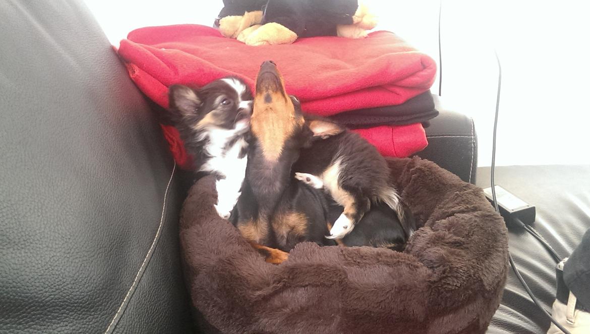 Chihuahua Chanti billede 19