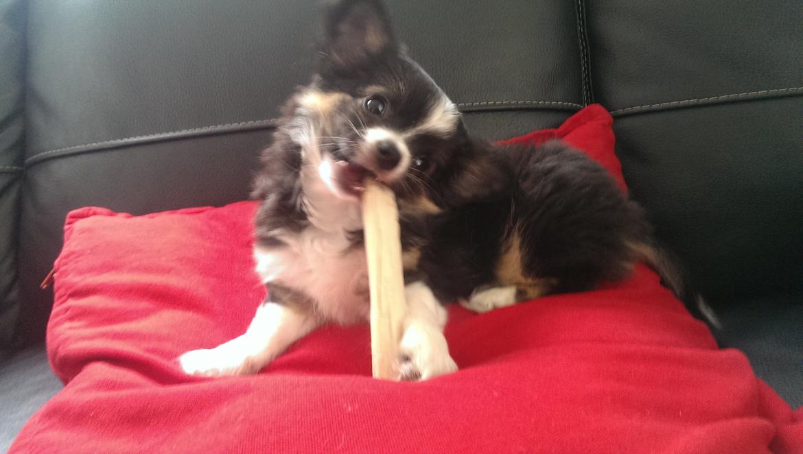 Chihuahua Chanti billede 3